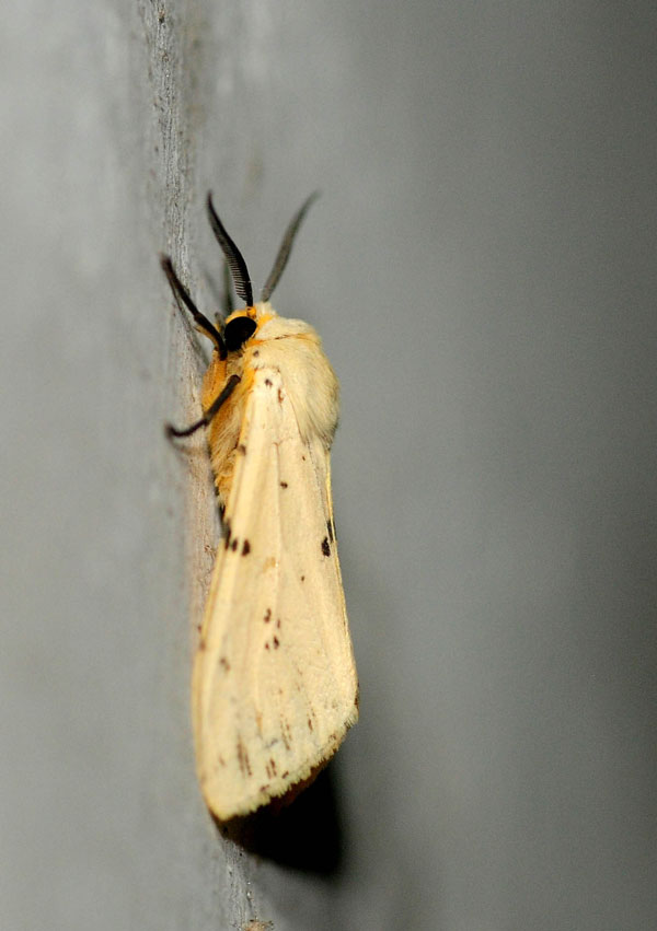 /filer/webapps/moths/media/images/S/sublutea_Eyralpenus_AM_King_02.jpg