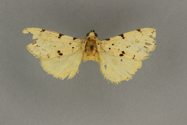 /filer/webapps/moths/media/images/S/sublutea_Eyralpenus_A_BMNH_01.jpg