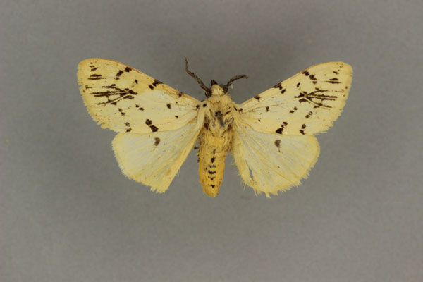 /filer/webapps/moths/media/images/S/sublutea_Eyralpenus_A_BMNH_02.jpg