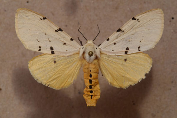 /filer/webapps/moths/media/images/S/sublutea_Eyralpenus_A_Butler.jpg