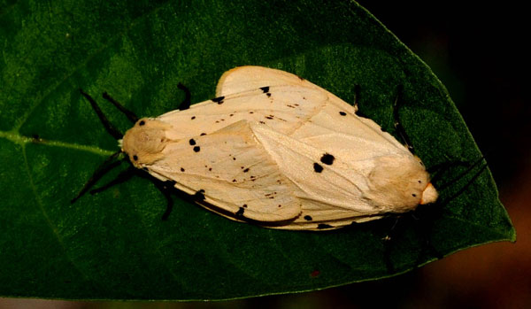 /filer/webapps/moths/media/images/S/sublutea_Eyralpenus_A_King.jpg