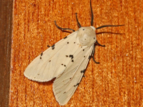 /filer/webapps/moths/media/images/S/sublutea_Eyralpenus_A_Roland.jpg