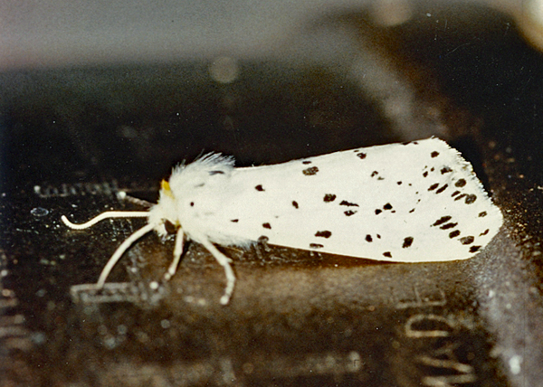 /filer/webapps/moths/media/images/S/sublutea_Eyralpenus_A_Roland_01.jpg