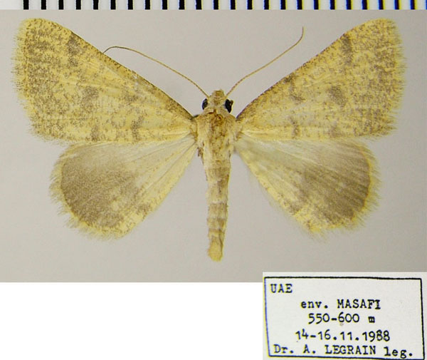 /filer/webapps/moths/media/images/S/sublutearia_Palaeaspilates_AF_ZSM.jpg