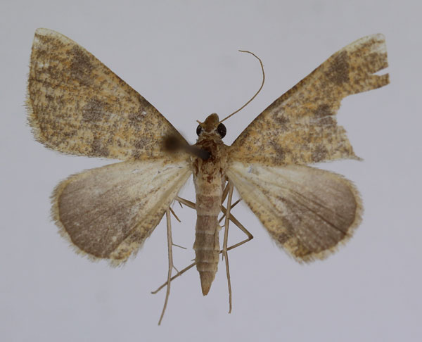 /filer/webapps/moths/media/images/S/sublutearia_Palaeaspilates_A_JMonks.jpg