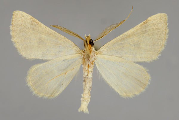 /filer/webapps/moths/media/images/S/sublutearia_Palaeaspilates_A_ZSM_02.jpg