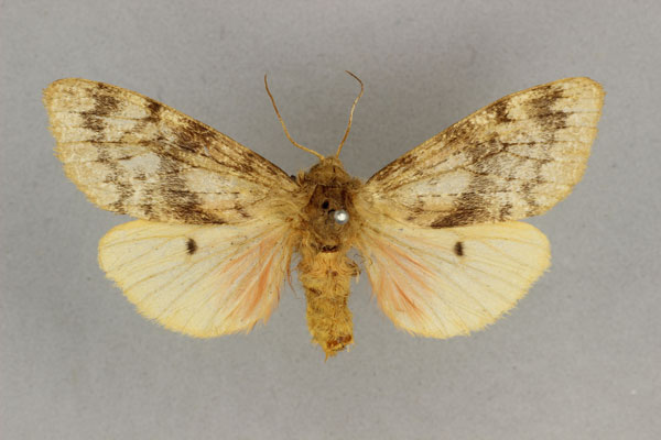 /filer/webapps/moths/media/images/S/submacula_Teracotona_AF_BMNH.jpg