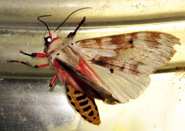 /filer/webapps/moths/media/images/S/submacula_Teracotona_A_Braun_05.jpg
