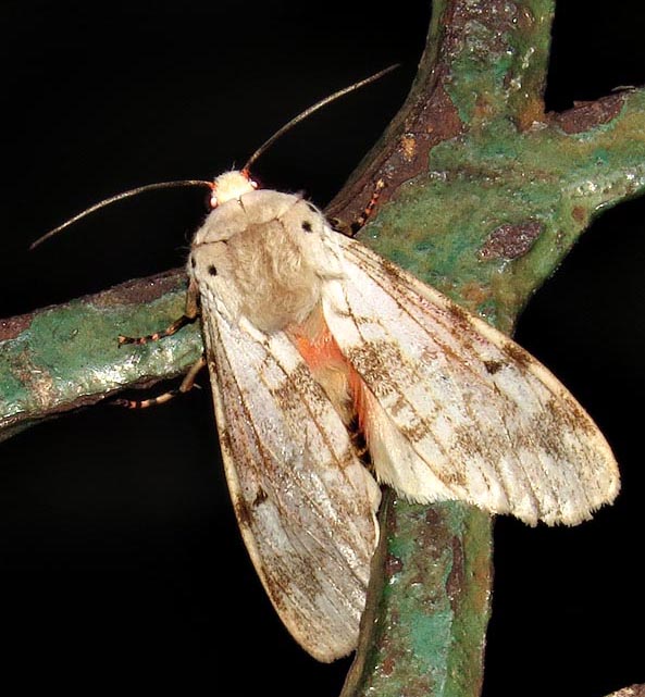 /filer/webapps/moths/media/images/S/submacula_Teracotona_A_Braun_06.jpg