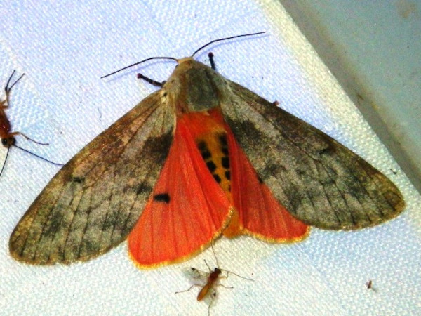 /filer/webapps/moths/media/images/S/submacula_Teracotona_A_Liebenberg.jpg