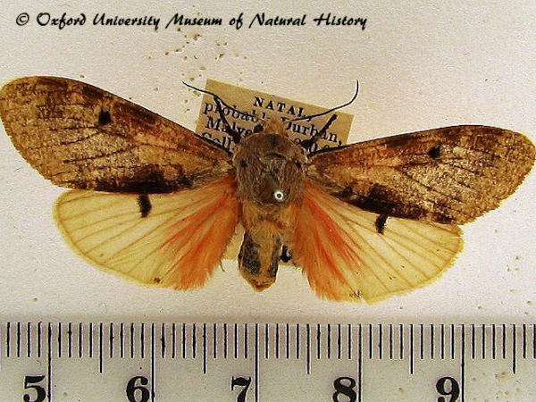 /filer/webapps/moths/media/images/S/submacula_Teracotona_A_OUMNH_01.jpg