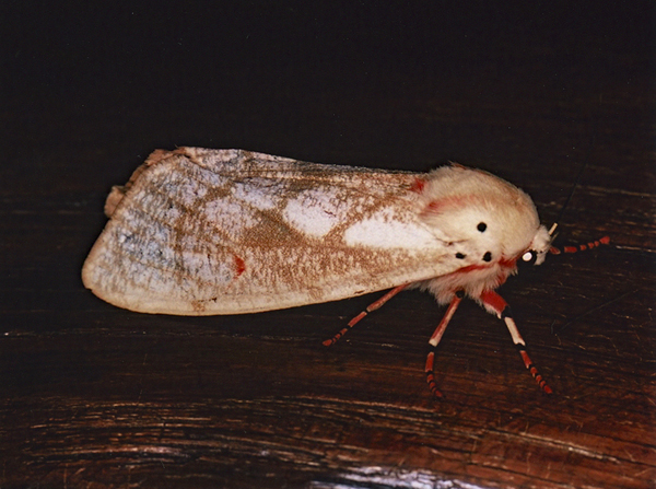 /filer/webapps/moths/media/images/S/submacula_Teracotona_A_Roland_01.jpg