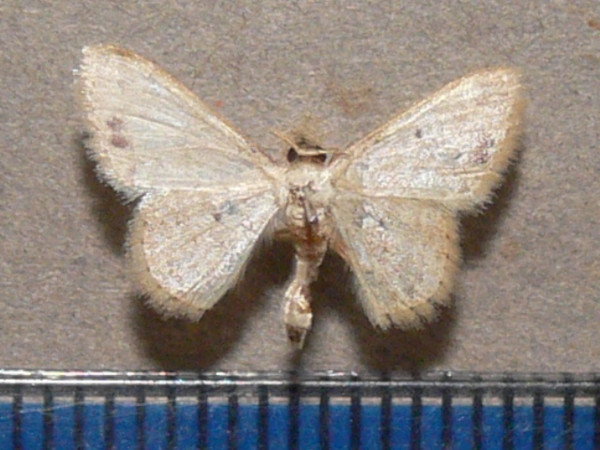 /filer/webapps/moths/media/images/S/submaculata_Idaea_A_Goff_01.jpg