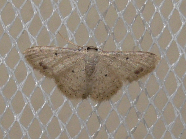 /filer/webapps/moths/media/images/S/submaculata_Idaea_A_Goff_02.jpg