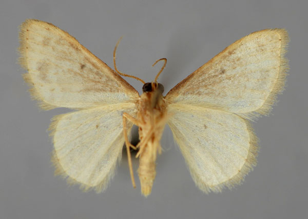 /filer/webapps/moths/media/images/S/submaculata_Idaea_A_ZSM_02.jpg