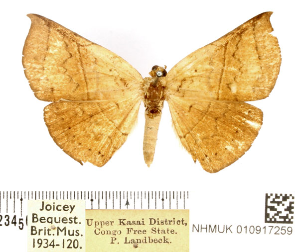/filer/webapps/moths/media/images/S/submarginalis_Hypopleurona_AF_BMNH.jpg