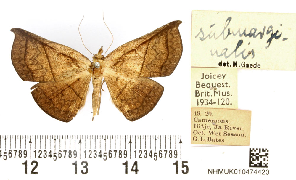 /filer/webapps/moths/media/images/S/submarginalis_Hypopleurona_HT_BMNH.jpg