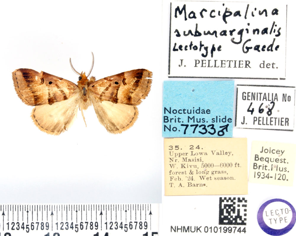 /filer/webapps/moths/media/images/S/submarginalis_Marcipa_LT_BMNH.jpg