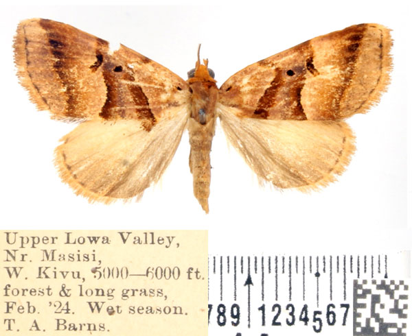 /filer/webapps/moths/media/images/S/submarginalis_Marcipalina_AF_BMNH.jpg