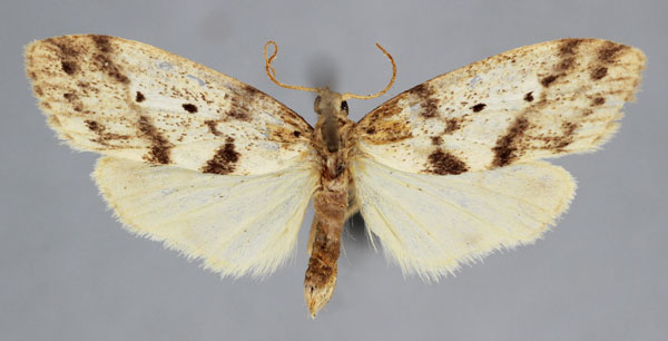 /filer/webapps/moths/media/images/S/submarginalis_Parexilisia_PT_BMNH.jpg