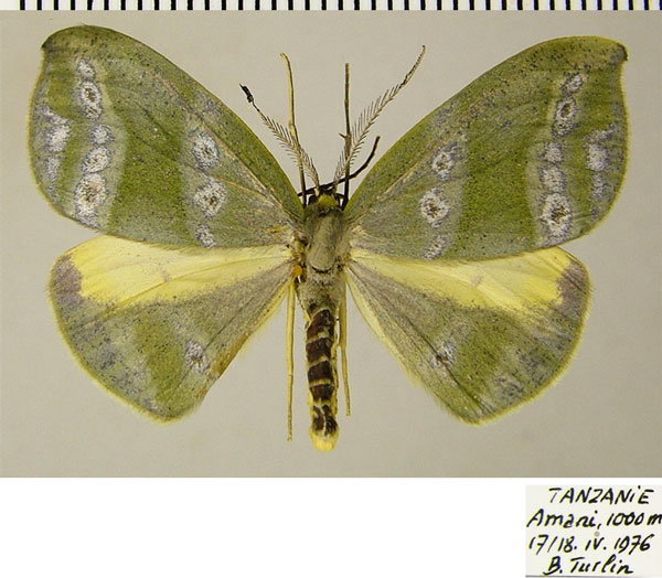 /filer/webapps/moths/media/images/S/submarginata_Hypochrosis_AF_ZSM.jpg