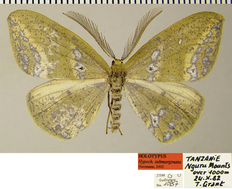 /filer/webapps/moths/media/images/S/submarginata_Hypochrosis_HT_ZSMa.jpg