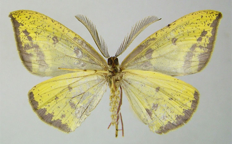 /filer/webapps/moths/media/images/S/submarginata_Hypochrosis_HT_ZSMb.jpg