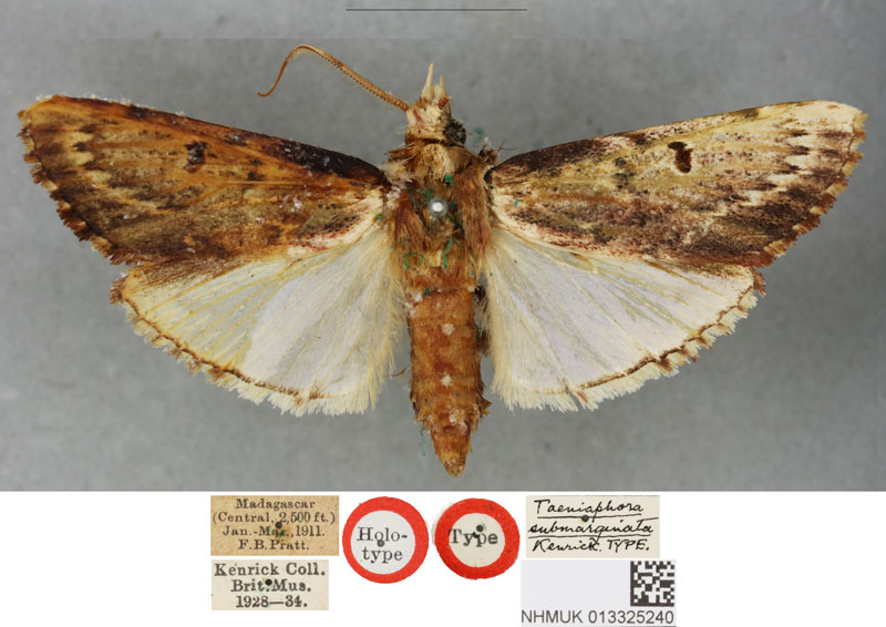 /filer/webapps/moths/media/images/S/submarginata_Taeniaphora_HT_BMNH.jpg