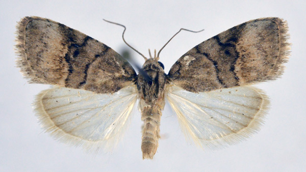 /filer/webapps/moths/media/images/S/submediana_Characoma_A_NHMO.jpg