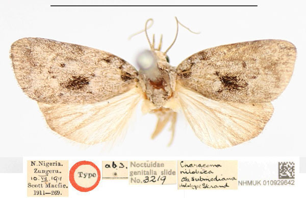 /filer/webapps/moths/media/images/S/submediana_Characoma_HT_NHMUK_L5ynozM.jpg