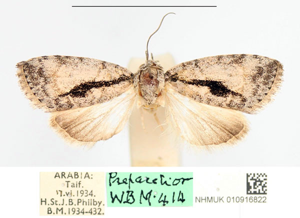 /filer/webapps/moths/media/images/S/submediana_Characoma_PTF_NHMUK_02.jpg