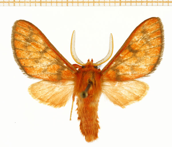 /filer/webapps/moths/media/images/S/subminiata_Rhipidarctia_AM_DePrins.jpg