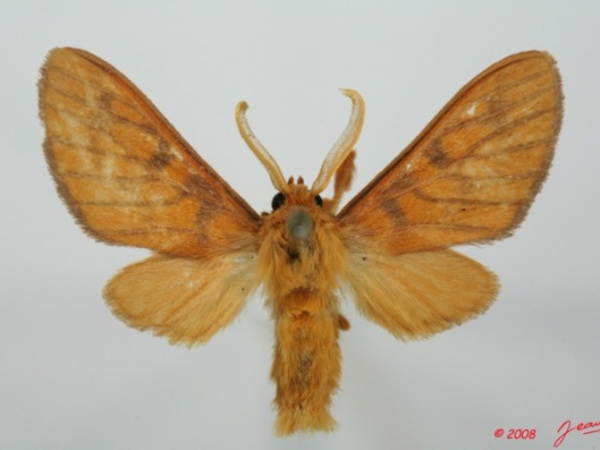 /filer/webapps/moths/media/images/S/subminiata_Rhipidarctia_A_Alberta_01.jpg