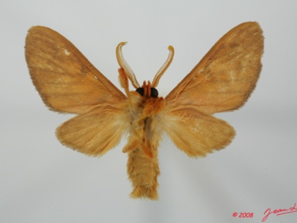 /filer/webapps/moths/media/images/S/subminiata_Rhipidarctia_A_Albertb_01.jpg