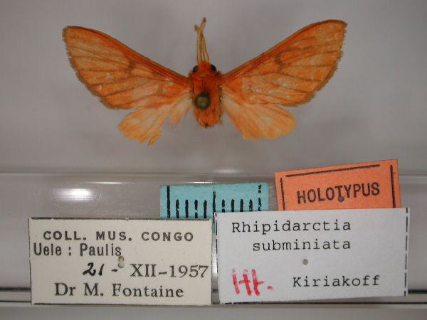 /filer/webapps/moths/media/images/S/subminiata_Rhipidarctia_HT_RMCA_01.jpg