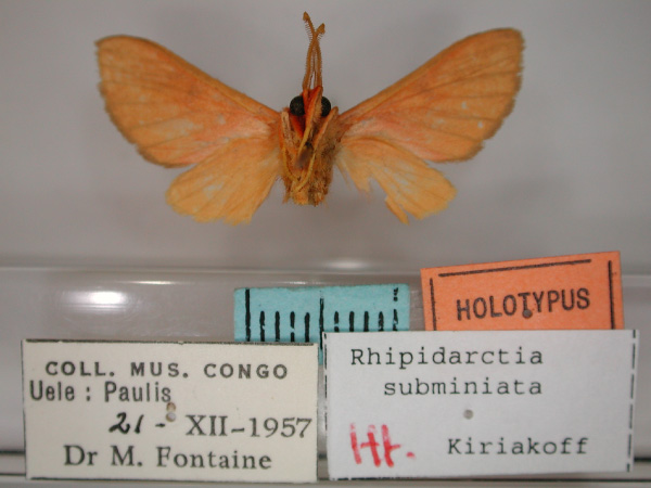 /filer/webapps/moths/media/images/S/subminiata_Rhipidarctia_HT_RMCA_02.jpg