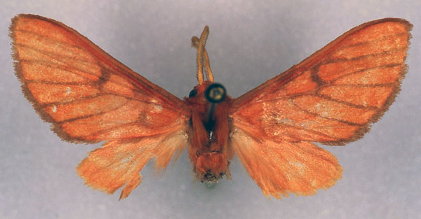 /filer/webapps/moths/media/images/S/subminiata_Rhipidarctia_HT_RMCA_03.jpg