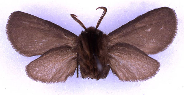 /filer/webapps/moths/media/images/S/subnigra_Metarctia_HT_BMNH_02.jpg