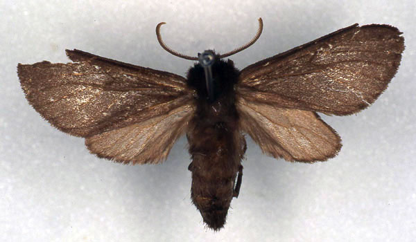 /filer/webapps/moths/media/images/S/subnigra_Metarctia_HT_RMCA_03.jpg