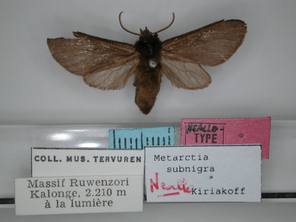 /filer/webapps/moths/media/images/S/subnigra_Metarctia_NA_RMCA_01.jpg