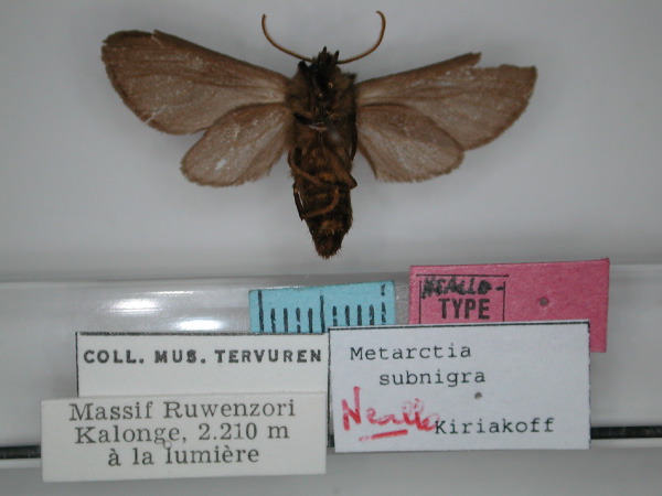 /filer/webapps/moths/media/images/S/subnigra_Metarctia_NA_RMCA_02.jpg
