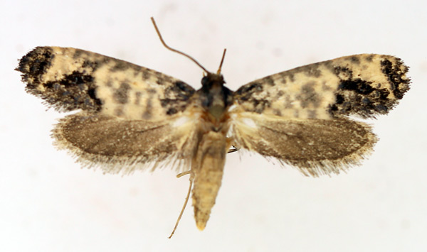 /filer/webapps/moths/media/images/S/subnigrata_Nomima_AF_TMSA.jpg