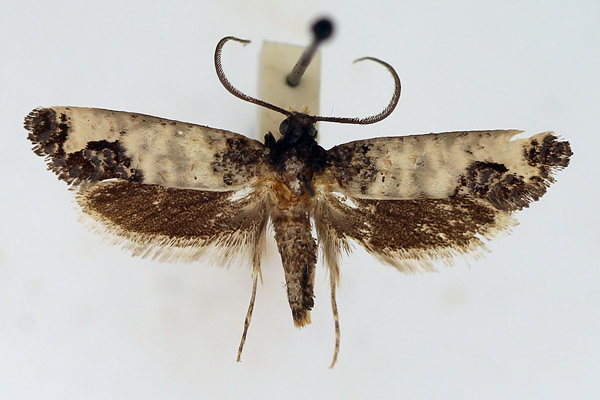 /filer/webapps/moths/media/images/S/subnigrata_Nomima_AM_TMSA.jpg