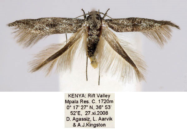 /filer/webapps/moths/media/images/S/subnigropterella_Scythris_HT_BMNH_3V0Okgg.jpg