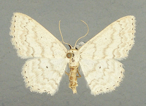 /filer/webapps/moths/media/images/S/subobliquata_Scopula_AF_TMSA.jpg