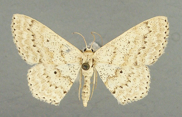 /filer/webapps/moths/media/images/S/subobliquata_Scopula_AM_TMSA.jpg