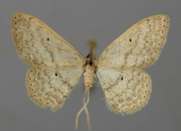 /filer/webapps/moths/media/images/S/subobliquata_Scopula_A_ZSM_01.jpg