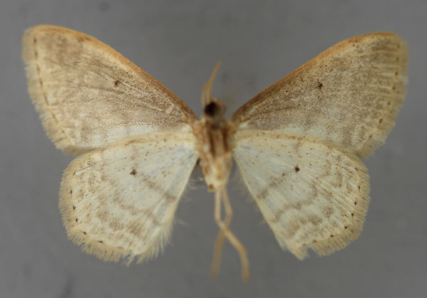 /filer/webapps/moths/media/images/S/subobliquata_Scopula_A_ZSM_02.jpg