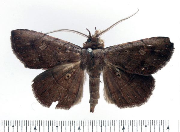 /filer/webapps/moths/media/images/S/subocellata_Maxera_AM_BMNH.jpg