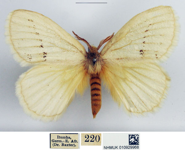 /filer/webapps/moths/media/images/S/subochracea_Phiala_AM_NHMUK_02.jpg